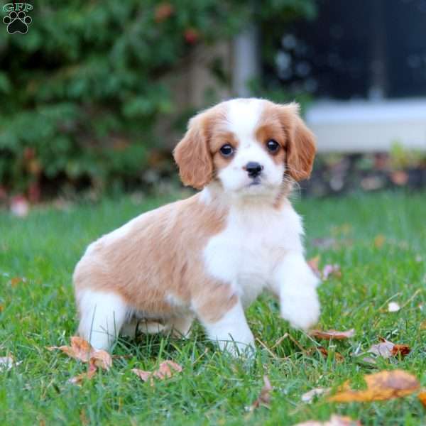 Sela, Cavapoo Puppy