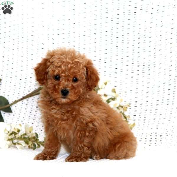 Sela, Cavapoo Puppy