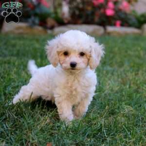 Sela, Cavapoo Puppy