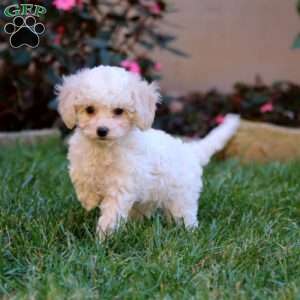 Sela, Cavapoo Puppy