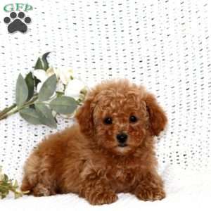 Sela, Cavapoo Puppy