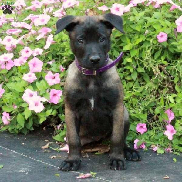 Selena, Belgian Malinois Puppy