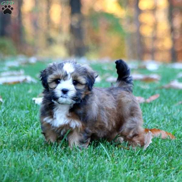 Serena, Shih-Poo Puppy