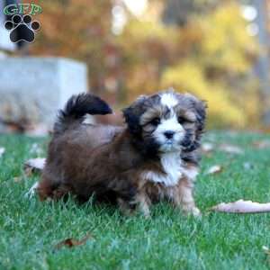 Serena, Shih-Poo Puppy