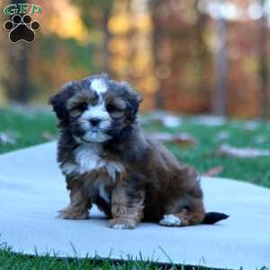 Serena, Shih-Poo Puppy