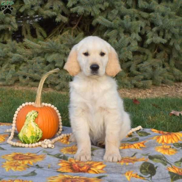 Sesame, Golden Retriever Puppy