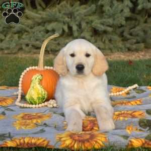 Sesame, Golden Retriever Puppy