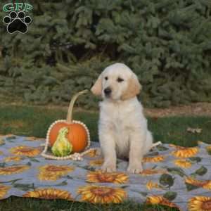 Sesame, Golden Retriever Puppy