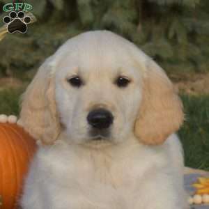 Sesame, Golden Retriever Puppy