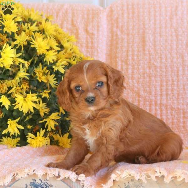 Seth, Cavapoo Puppy