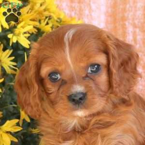 Seth, Cavapoo Puppy