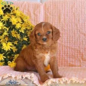 Seth, Cavapoo Puppy