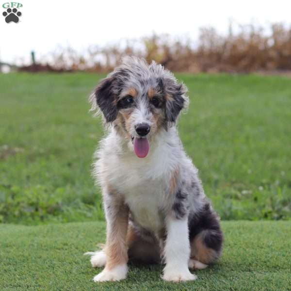 Shadow, Mini Bernedoodle Puppy