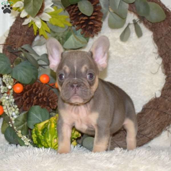 Shadow, French Bulldog Puppy