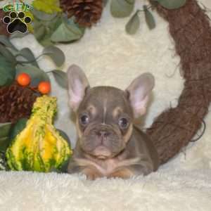 Shadow, French Bulldog Puppy