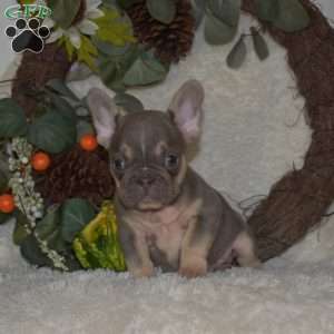 Shadow, French Bulldog Puppy