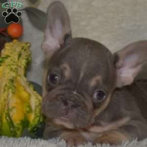 Shadow, French Bulldog Puppy