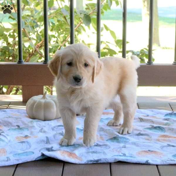 Shaggy, Golden Retriever Puppy