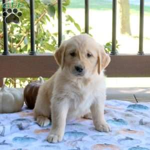 Shaggy, Golden Retriever Puppy