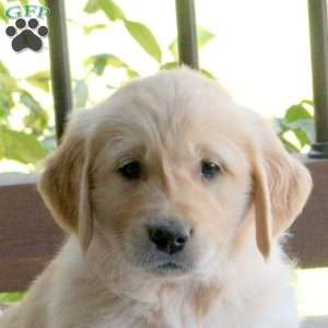 Shaggy, Golden Retriever Puppy