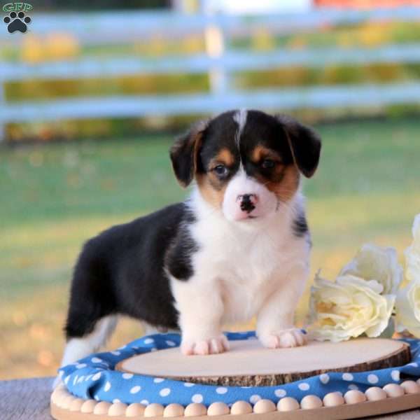 Shane, Pembroke Welsh Corgi Puppy