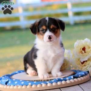 Shane, Pembroke Welsh Corgi Puppy