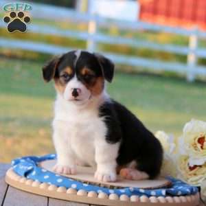 Shane, Pembroke Welsh Corgi Puppy