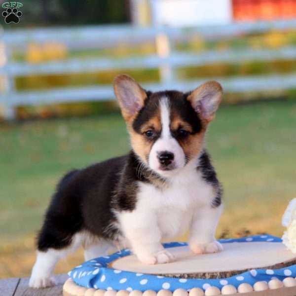 Shannon, Pembroke Welsh Corgi Puppy