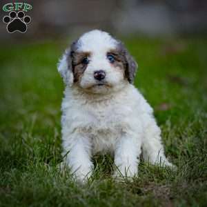 Shasta, Mini Bernedoodle Puppy