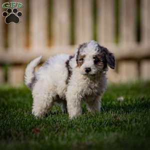 Shasta, Mini Bernedoodle Puppy