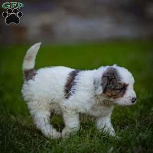 Shasta, Mini Bernedoodle Puppy