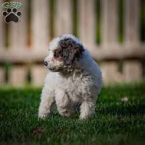 Shasta, Mini Bernedoodle Puppy