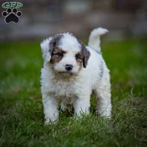 Shasta, Mini Bernedoodle Puppy