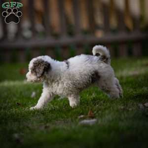 Shasta, Mini Bernedoodle Puppy