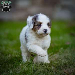 Shasta, Mini Bernedoodle Puppy