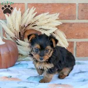 Shawn, Yorkie Puppy