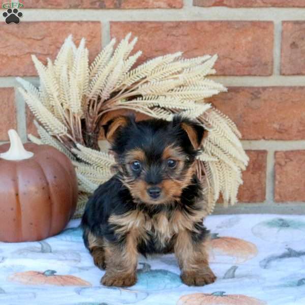 Shawn, Yorkie Puppy