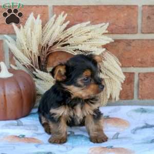 Shawn, Yorkie Puppy