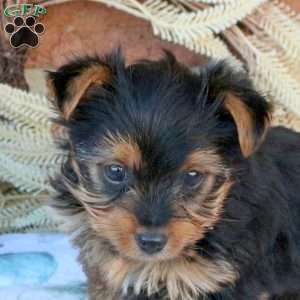 Shawn, Yorkie Puppy