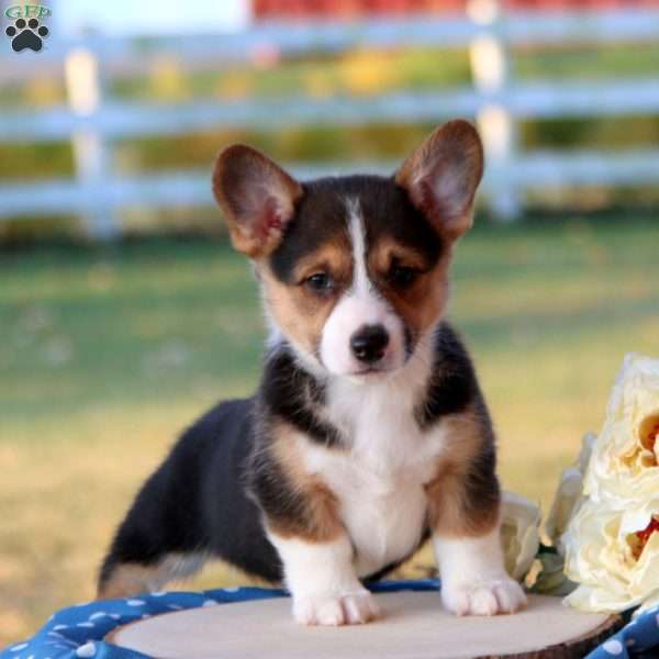 Shayla, Pembroke Welsh Corgi Puppy