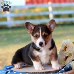 Shayla, Pembroke Welsh Corgi Puppy