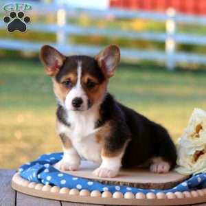 Shayla, Pembroke Welsh Corgi Puppy