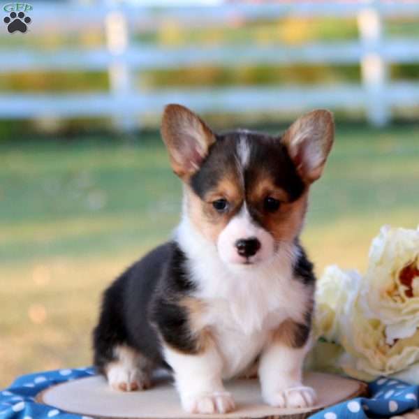 Shianne, Pembroke Welsh Corgi Puppy