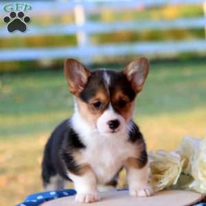 Shianne, Pembroke Welsh Corgi Puppy