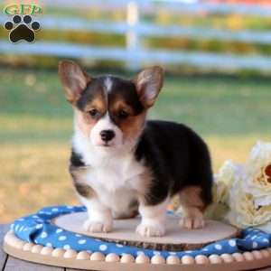 Shianne, Pembroke Welsh Corgi Puppy