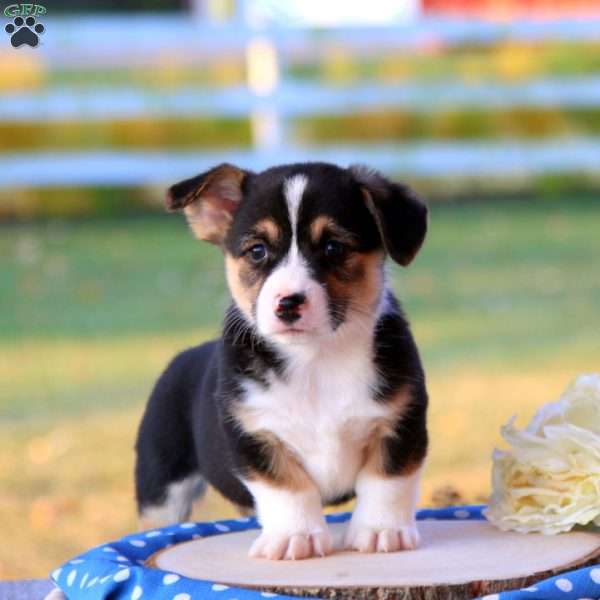 Shiloh, Pembroke Welsh Corgi Puppy