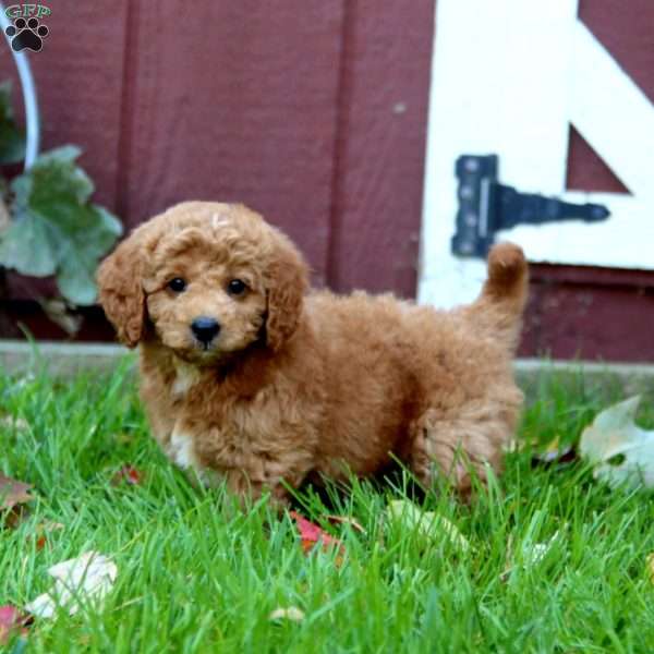 Shiloh, Cockapoo Puppy