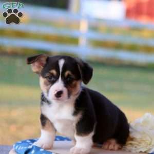 Shiloh, Pembroke Welsh Corgi Puppy