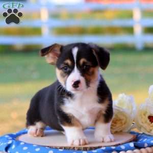 Shiloh, Pembroke Welsh Corgi Puppy