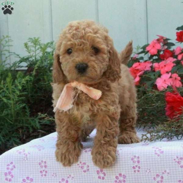 Shirley, Cockapoo Puppy